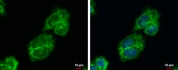 Anti-IGFBP2 antibody used in Immunocytochemistry/ Immunofluorescence (ICC/IF). GTX128977