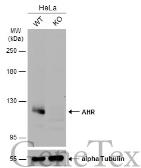Anti-AHR antibody used in Western Blot (WB). GTX129012