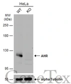 Anti-AHR antibody used in Western Blot (WB). GTX129012