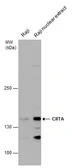 Anti-CIITA antibody used in Western Blot (WB). GTX129022