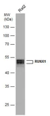 Anti-RUNX1 antibody used in Western Blot (WB). GTX129100