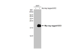 Anti-IGF2 antibody used in Western Blot (WB). GTX129110