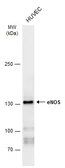 Anti-eNOS antibody used in Western Blot (WB). GTX129113