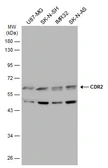 Anti-CDR2 antibody used in Western Blot (WB). GTX129122