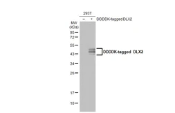 Anti-DLX2 antibody used in Western Blot (WB). GTX129123