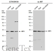 Anti-IRF1 antibody used in Western Blot (WB). GTX129134