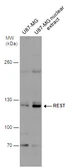 Anti-REST antibody used in Western Blot (WB). GTX129144