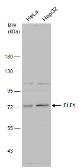 Anti-ELF1 antibody used in Western Blot (WB). GTX129201