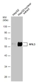Anti-NFIL3 antibody used in Western Blot (WB). GTX129228