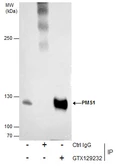 Anti-PMS1 antibody used in Immunoprecipitation (IP). GTX129232