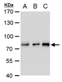 Anti-TCF3 / E2A antibody used in Western Blot (WB). GTX129237