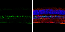 Anti-LHX2 antibody used in IHC (Frozen sections) (IHC-Fr). GTX129241