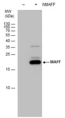 Anti-MAFF antibody used in Western Blot (WB). GTX129249