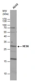 Anti-HES6 antibody used in Western Blot (WB). GTX129257