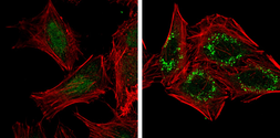 Anti-GABARAPL1 antibody used in Immunocytochemistry/ Immunofluorescence (ICC/IF). GTX129277