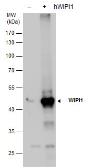 Anti-WIPI1 antibody used in Western Blot (WB). GTX129279