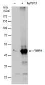 Anti-WIPI1 antibody used in Western Blot (WB). GTX129279