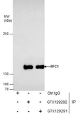 Anti-RFC1 antibody used in Immunoprecipitation (IP). GTX129292