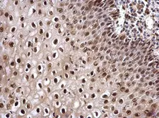 Anti-Cullin 4b antibody used in IHC (Paraffin sections) (IHC-P). GTX129298