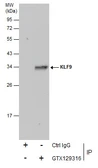 Anti-KLF9 antibody used in Immunoprecipitation (IP). GTX129316