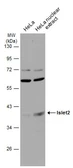 Anti-Islet 2 antibody used in Western Blot (WB). GTX129375