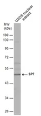 Anti-SP7 antibody used in Western Blot (WB). GTX129385