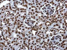 Anti-Histone H2A antibody used in IHC (Paraffin sections) (IHC-P). GTX129418