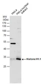 Anti-Histone H1.1 antibody used in Western Blot (WB). GTX129419