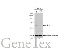 Anti-SP3 antibody used in Western Blot (WB). GTX129426