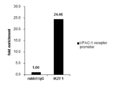 Anti-Ikaros antibody used in ChIP assay (ChIP assay). GTX129438