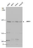 Anti-ARID2 antibody used in Western Blot (WB). GTX129443