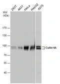 Anti-Cullin 4a antibody used in Western Blot (WB). GTX129459