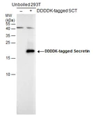 Anti-Secretin antibody used in Western Blot (WB). GTX129460