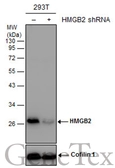 Anti-HMGB2 antibody used in Western Blot (WB). GTX129464