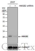 Anti-HMGB2 antibody used in Western Blot (WB). GTX129469
