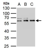 Anti-TDG antibody used in Western Blot (WB). GTX129486