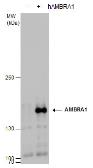 Anti-AMBRA1 antibody used in Western Blot (WB). GTX129487