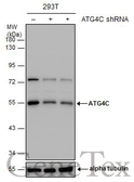 Anti-ATG4C antibody used in Western Blot (WB). GTX129488