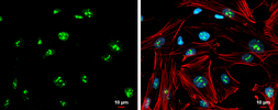 Anti-GBX2 antibody used in Immunocytochemistry/ Immunofluorescence (ICC/IF). GTX129494