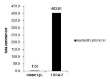 Anti-TRRAP antibody used in ChIP assay (ChIP assay). GTX129507