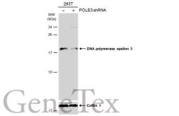 Anti-DNA polymerase epsilon 3 antibody used in Western Blot (WB). GTX129526
