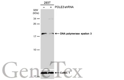 Anti-DNA polymerase epsilon 3 antibody used in Western Blot (WB). GTX129526