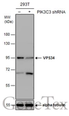 Anti-VPS34 antibody used in Western Blot (WB). GTX129528