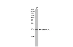 Anti-Histone H3 antibody used in Western Blot (WB). GTX129546
