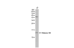 Anti-Histone H4 antibody used in Western Blot (WB). GTX129561