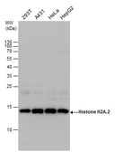 Anti-Histone H2A.2 antibody used in Western Blot (WB). GTX129564