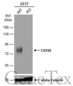 Anti-CD155 antibody used in Western Blot (WB). GTX129578