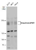 Anti-PER1 antibody used in Western Blot (WB). GTX129596