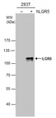Anti-LGR5 antibody used in Western Blot (WB). GTX129597