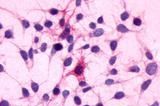Anti-C5a R1 antibody used in Immunocytochemistry/ Immunofluorescence (ICC/IF). GTX12962
